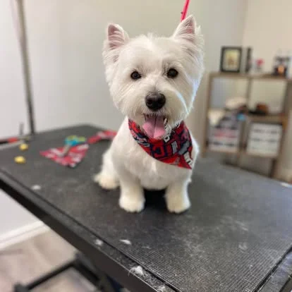 Maltese grooming result